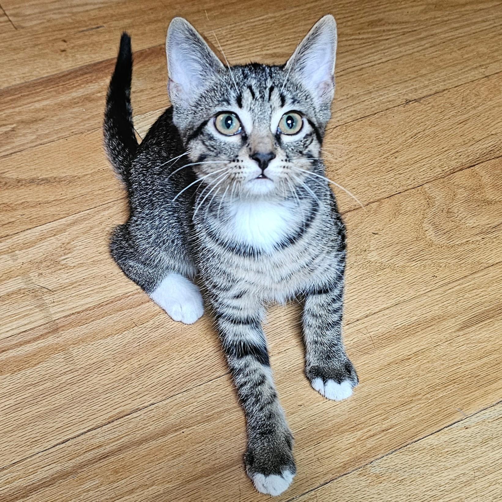 Scamper, a Adoptable Tabby in Chicago, IL image 6/6