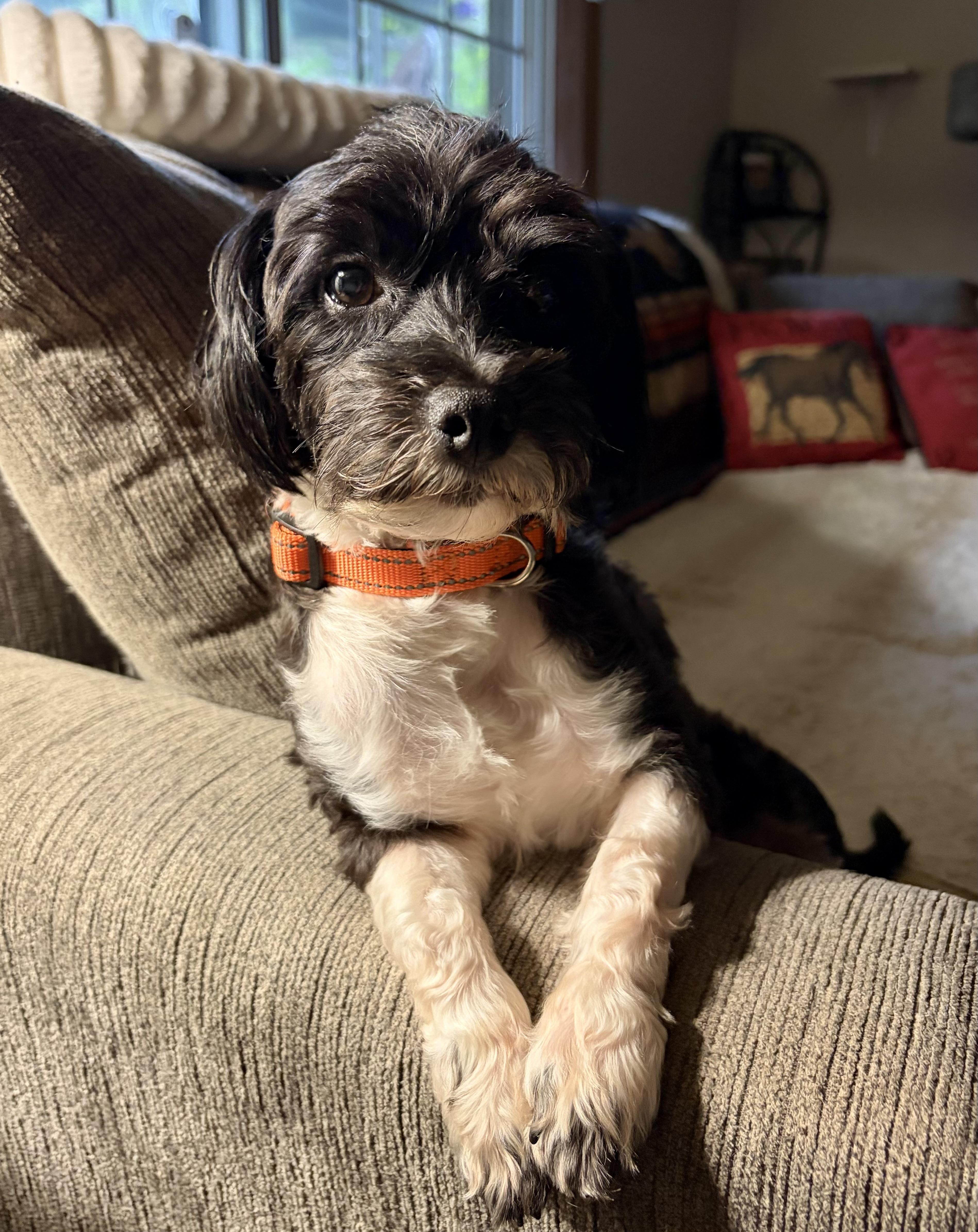 Sylas, an adopted Havanese in Hustisford , WI image 1/5