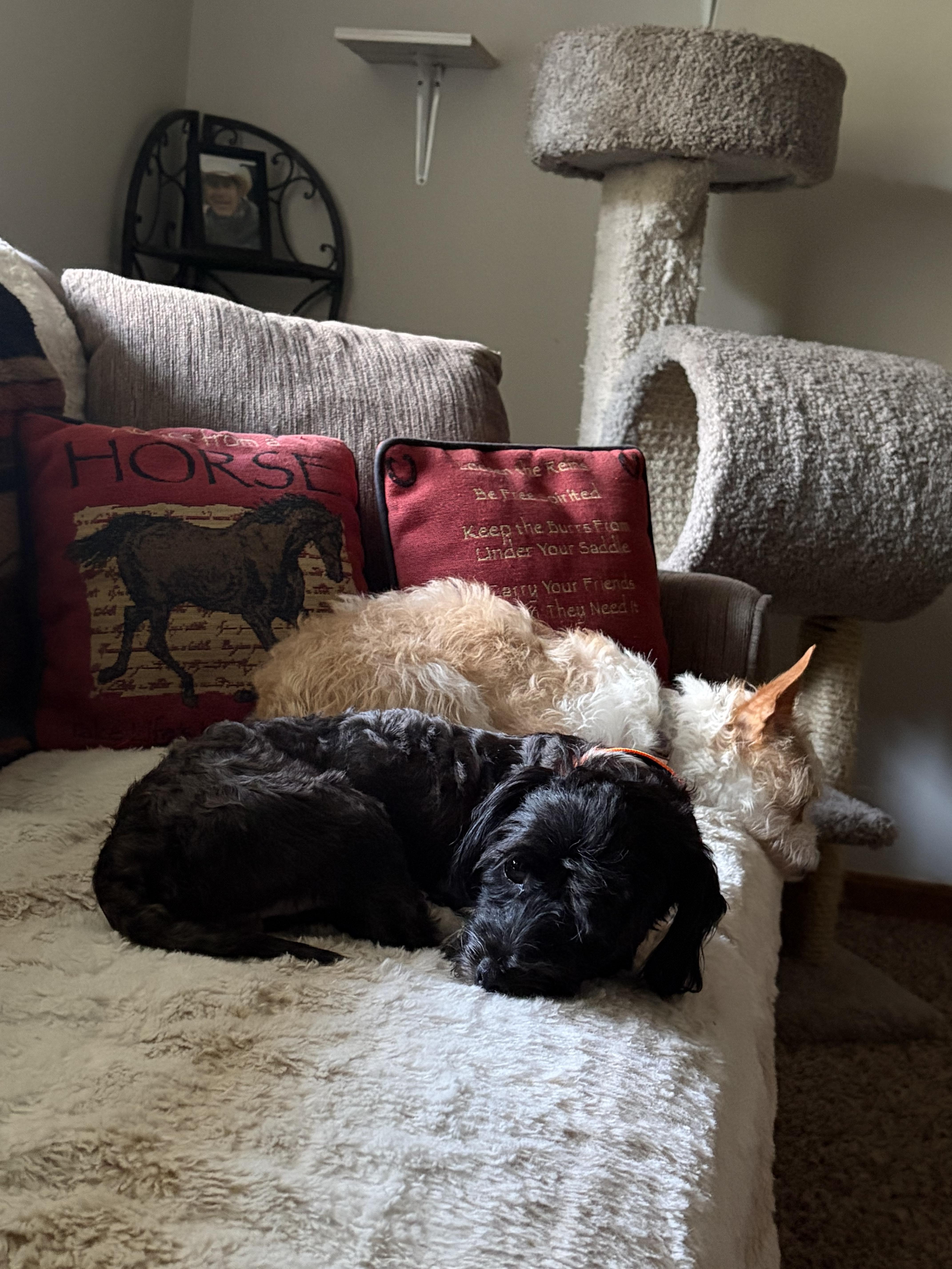 Sylas, an adopted Havanese in Hustisford , WI image 2/5