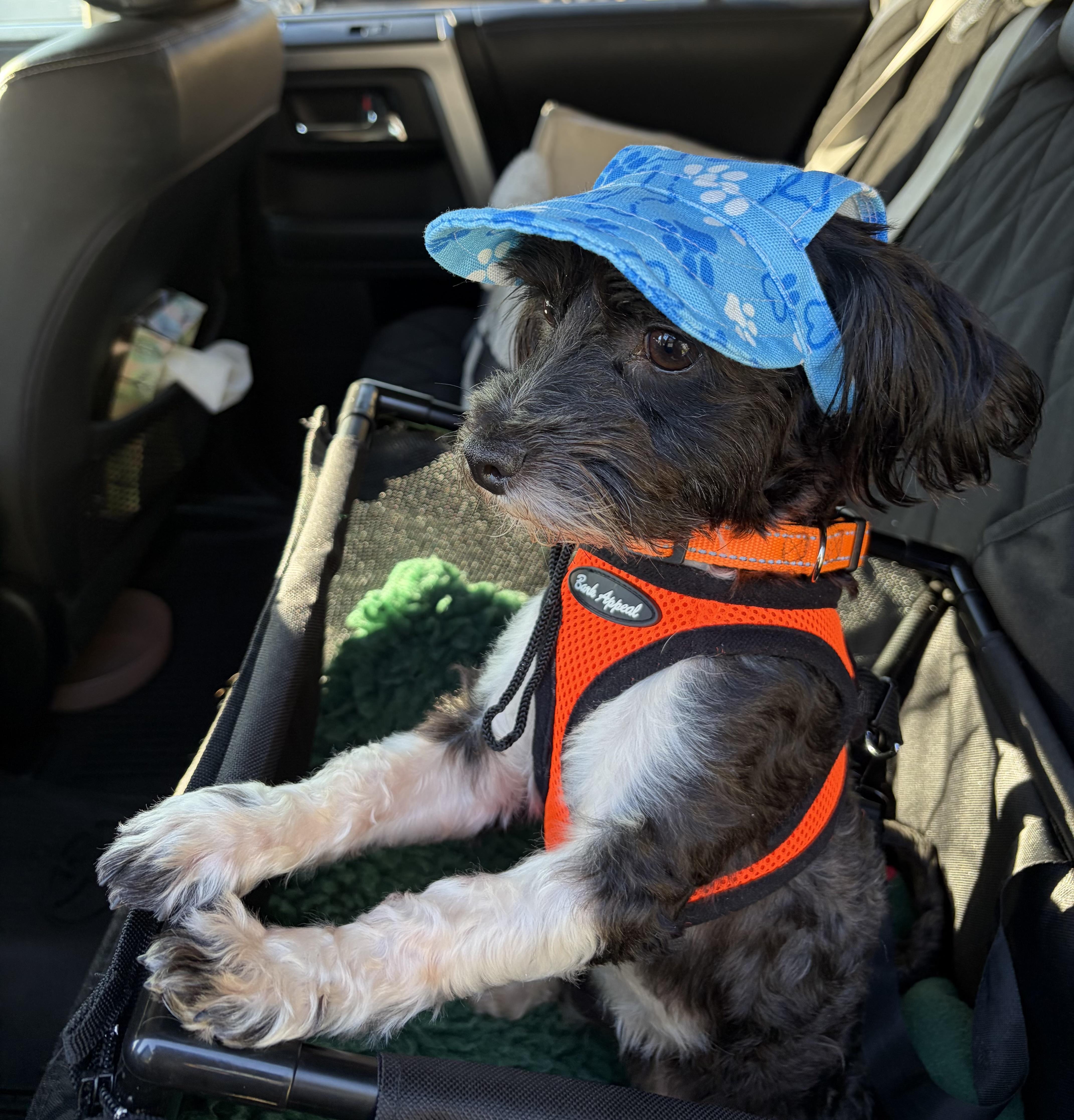 Sylas, an adopted Havanese in Hustisford , WI image 5/5