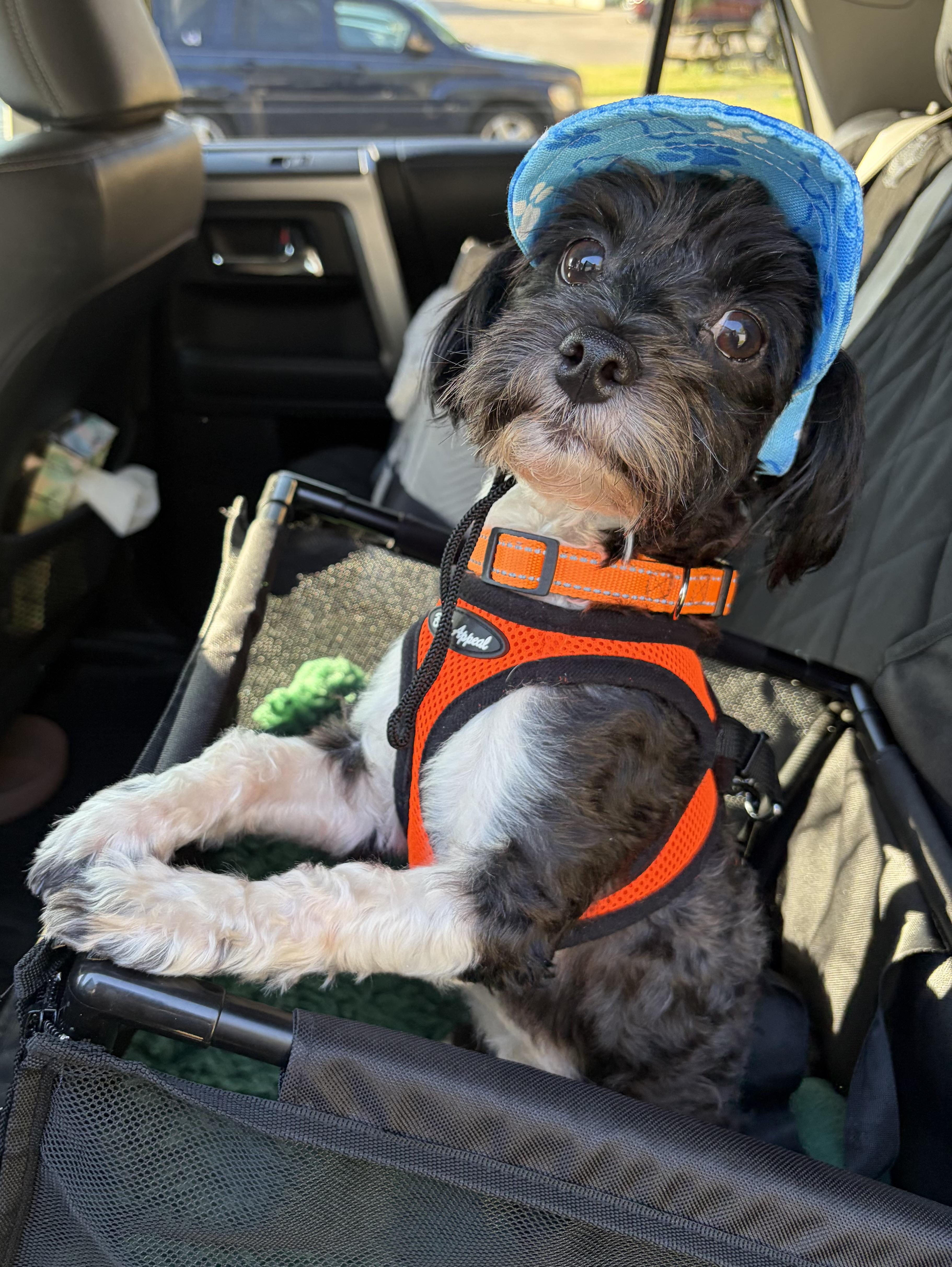 Sylas, an adopted Havanese in Hustisford , WI image 3/5