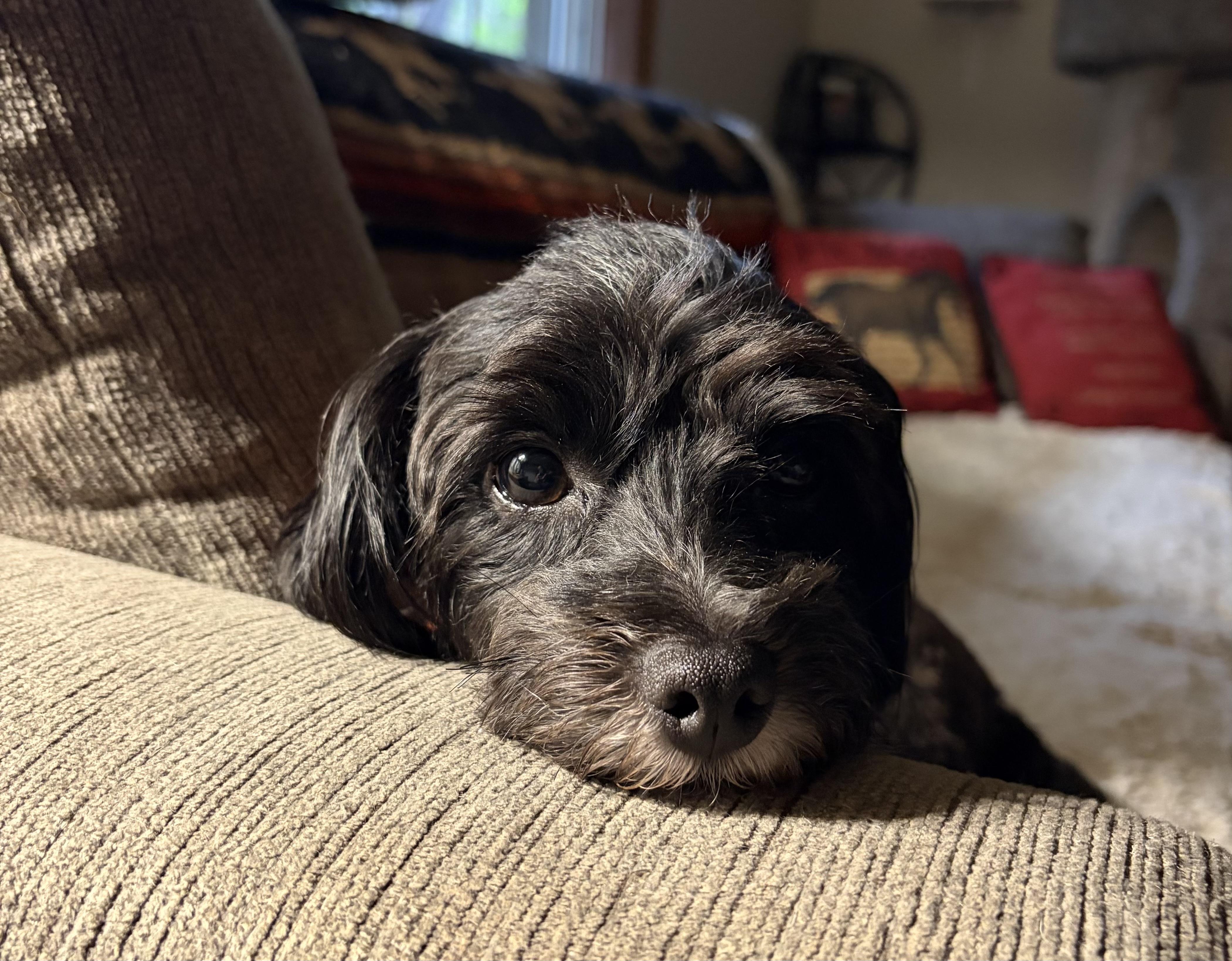 Sylas, an adopted Havanese in Hustisford , WI image 4/5