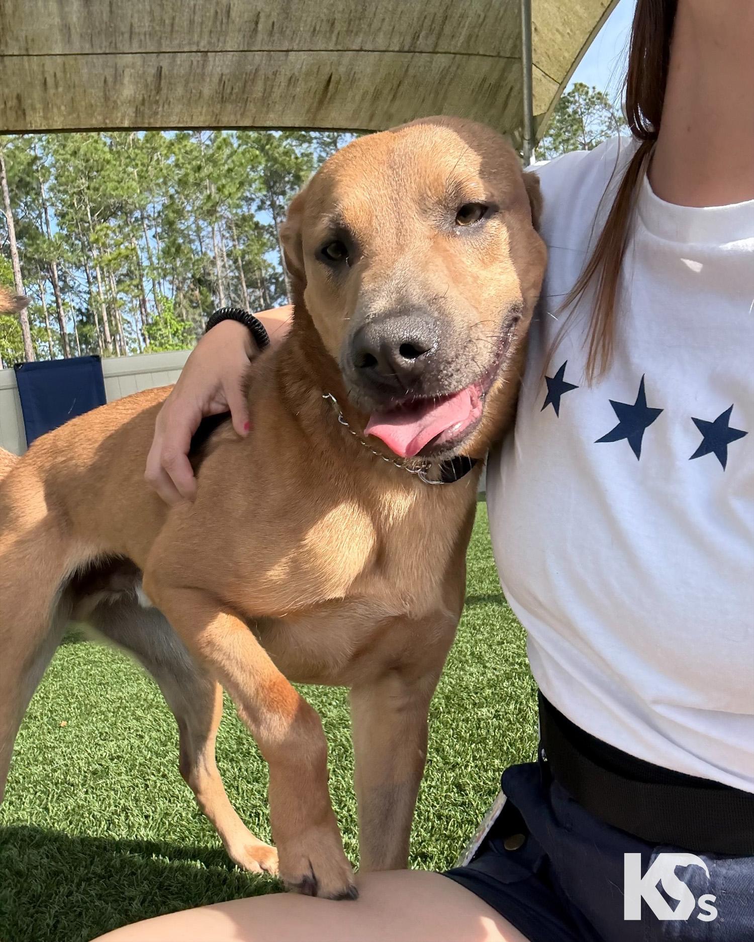 Enlarge Slider, a ADOPTABLE mixed breed in Ponte Vedra, FL image 2/6