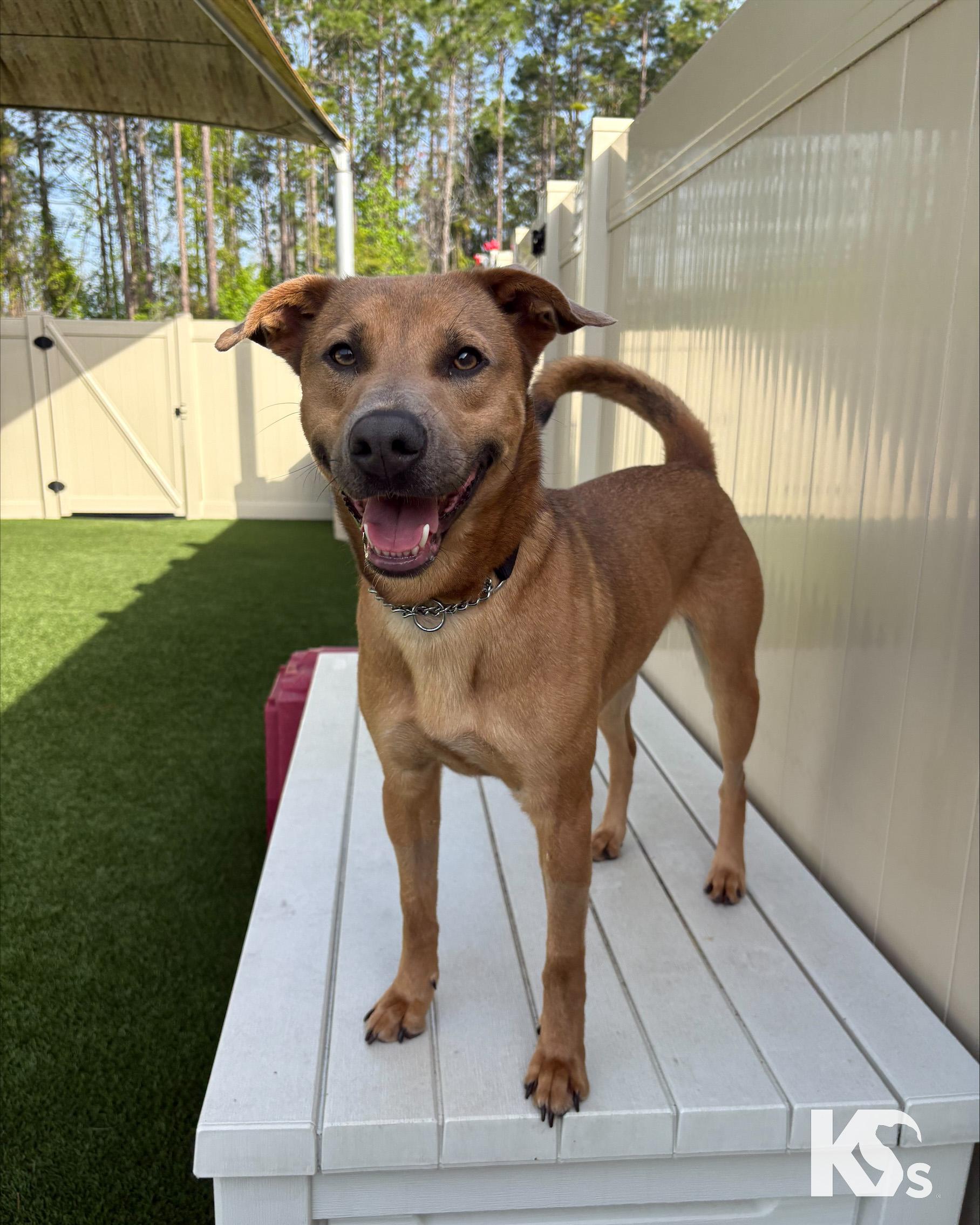 Enlarge Slider, a ADOPTABLE mixed breed in Ponte Vedra, FL image 6/6