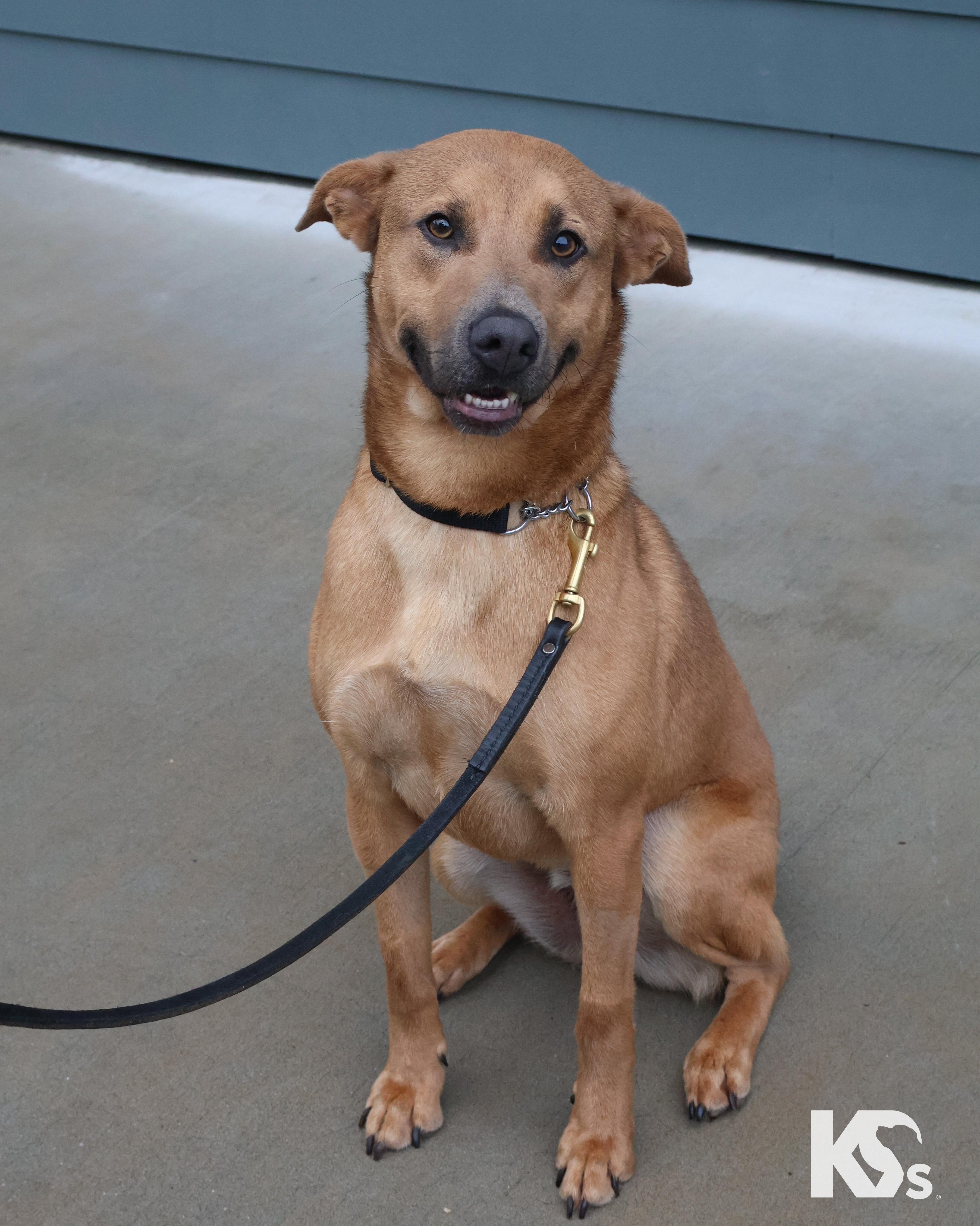 Enlarge Slider, a ADOPTABLE mixed breed in Ponte Vedra, FL image 1/6