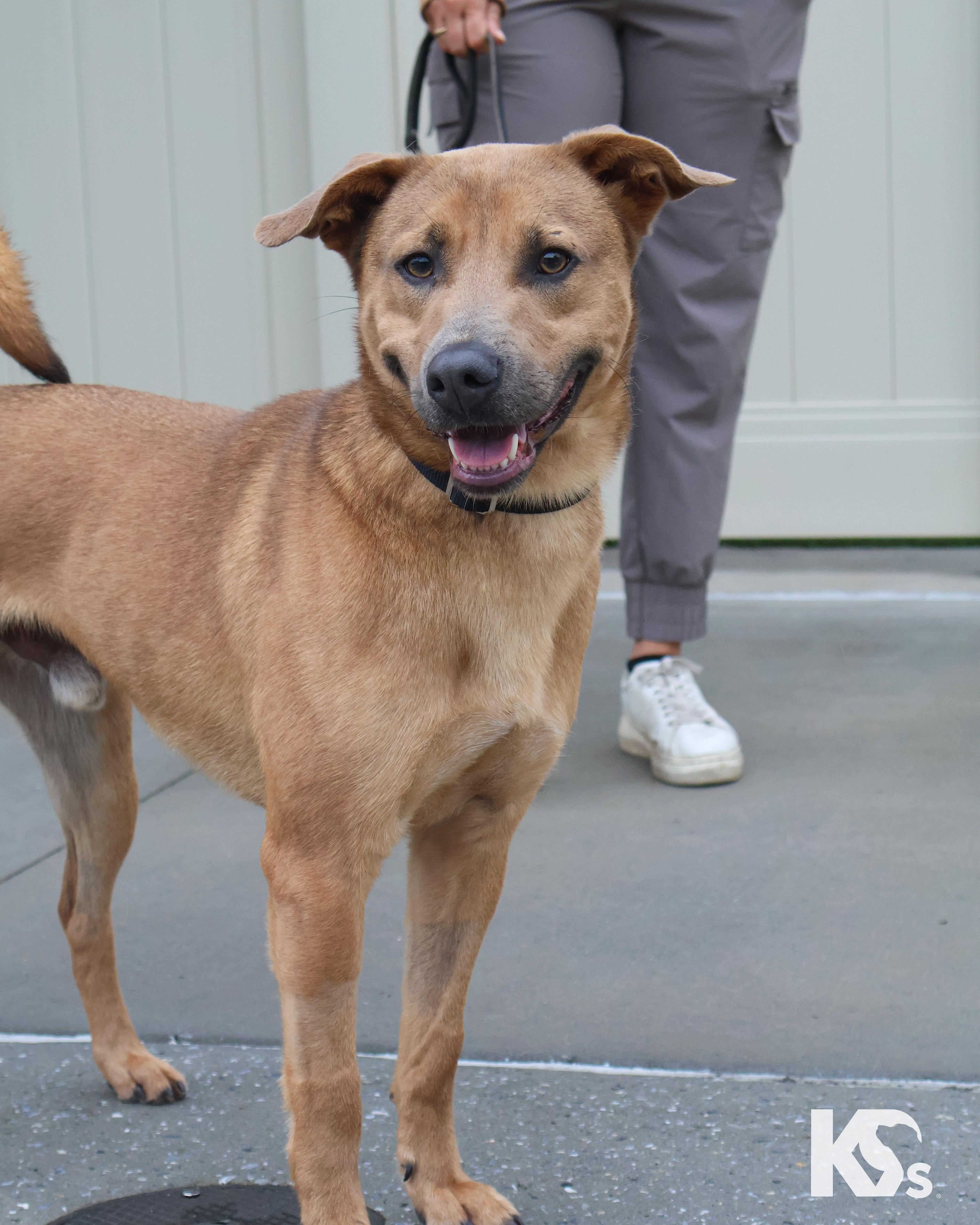Enlarge Slider, a ADOPTABLE mixed breed in Ponte Vedra, FL image 4/6