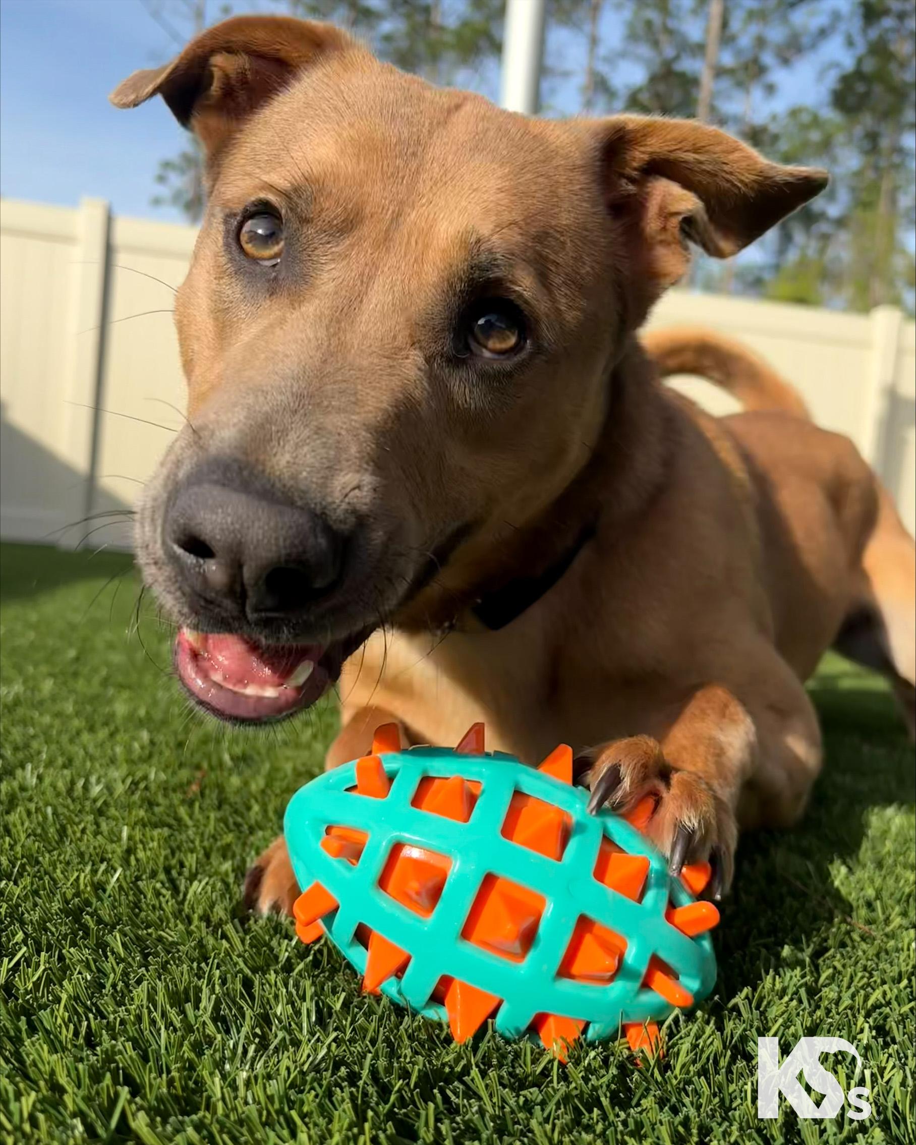 Enlarge Slider, a ADOPTABLE mixed breed in Ponte Vedra, FL image 5/6