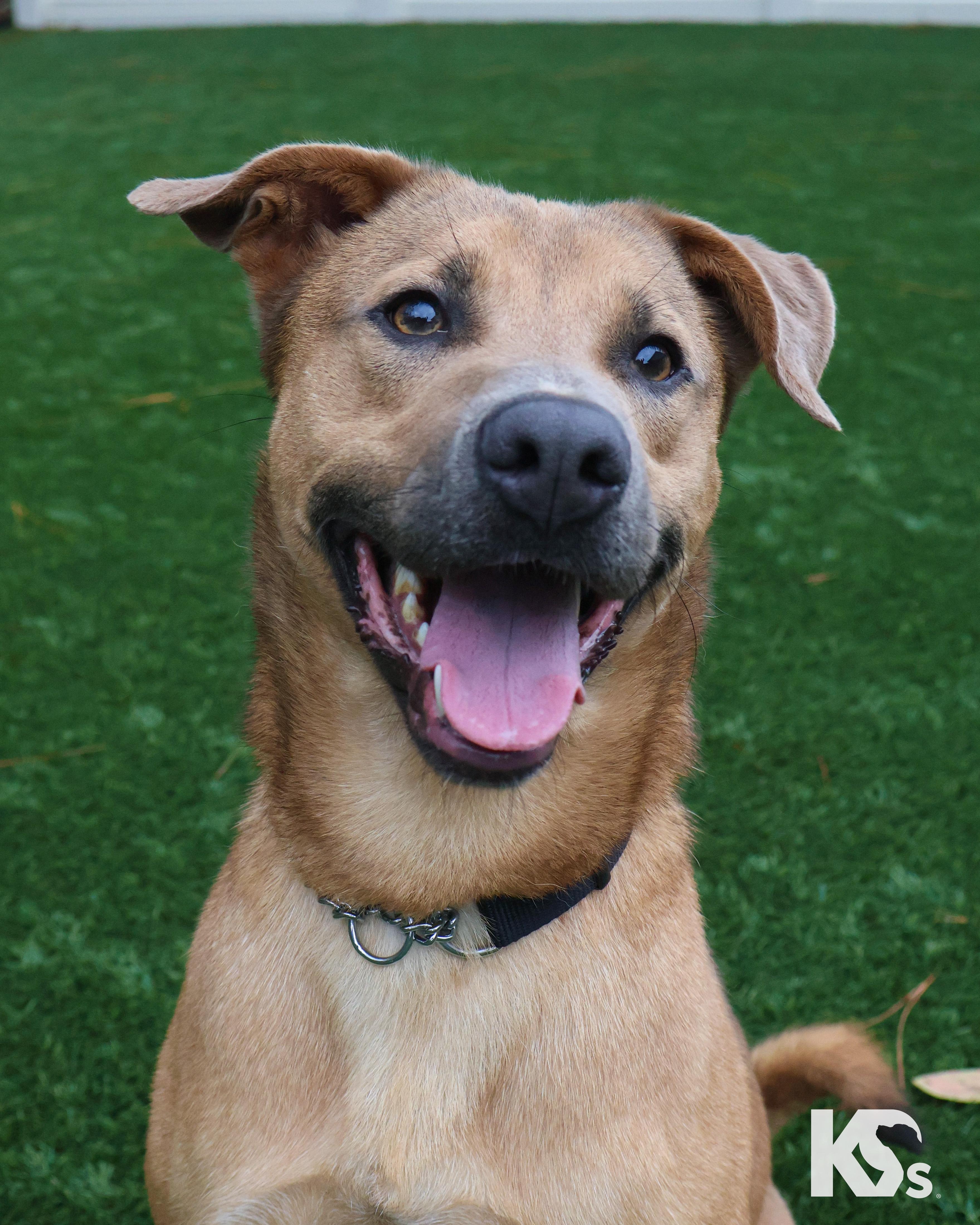 Enlarge Slider, a ADOPTABLE mixed breed in Ponte Vedra, FL image 3/6