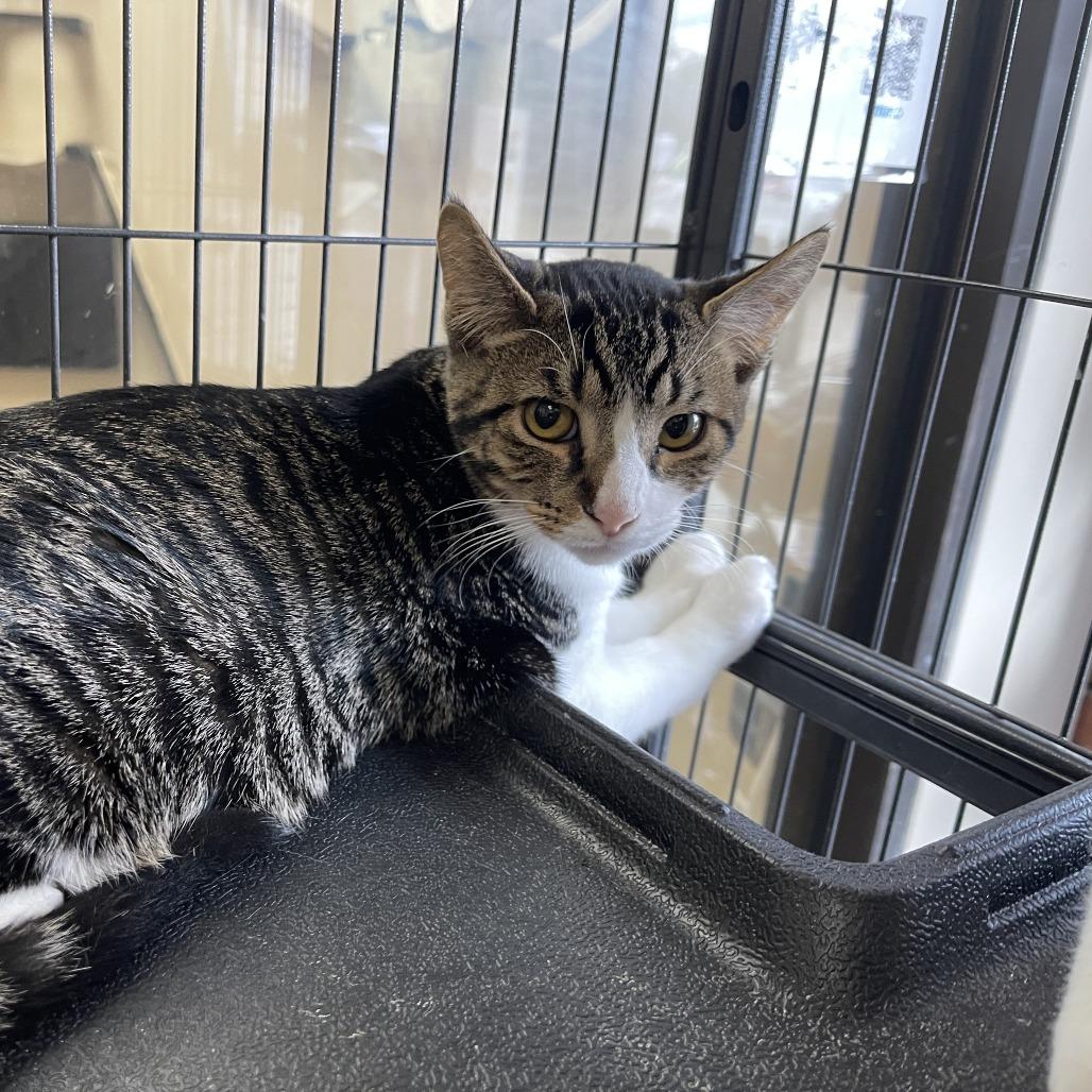 Troy, Adoptable, Young Male Domestic Short Hair.