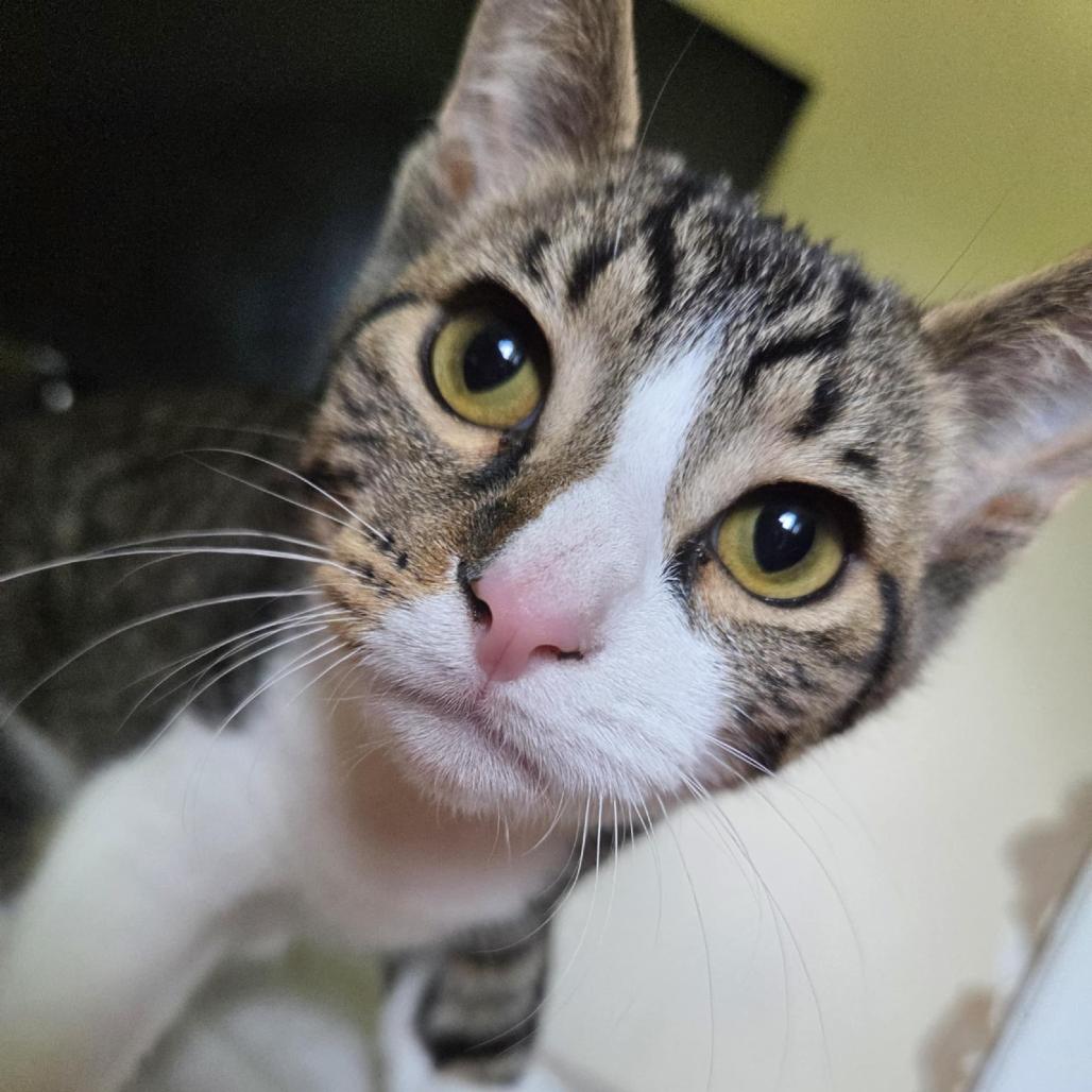 Troy, a Adoptable Domestic Short Hair in Medina, OH image 4/4