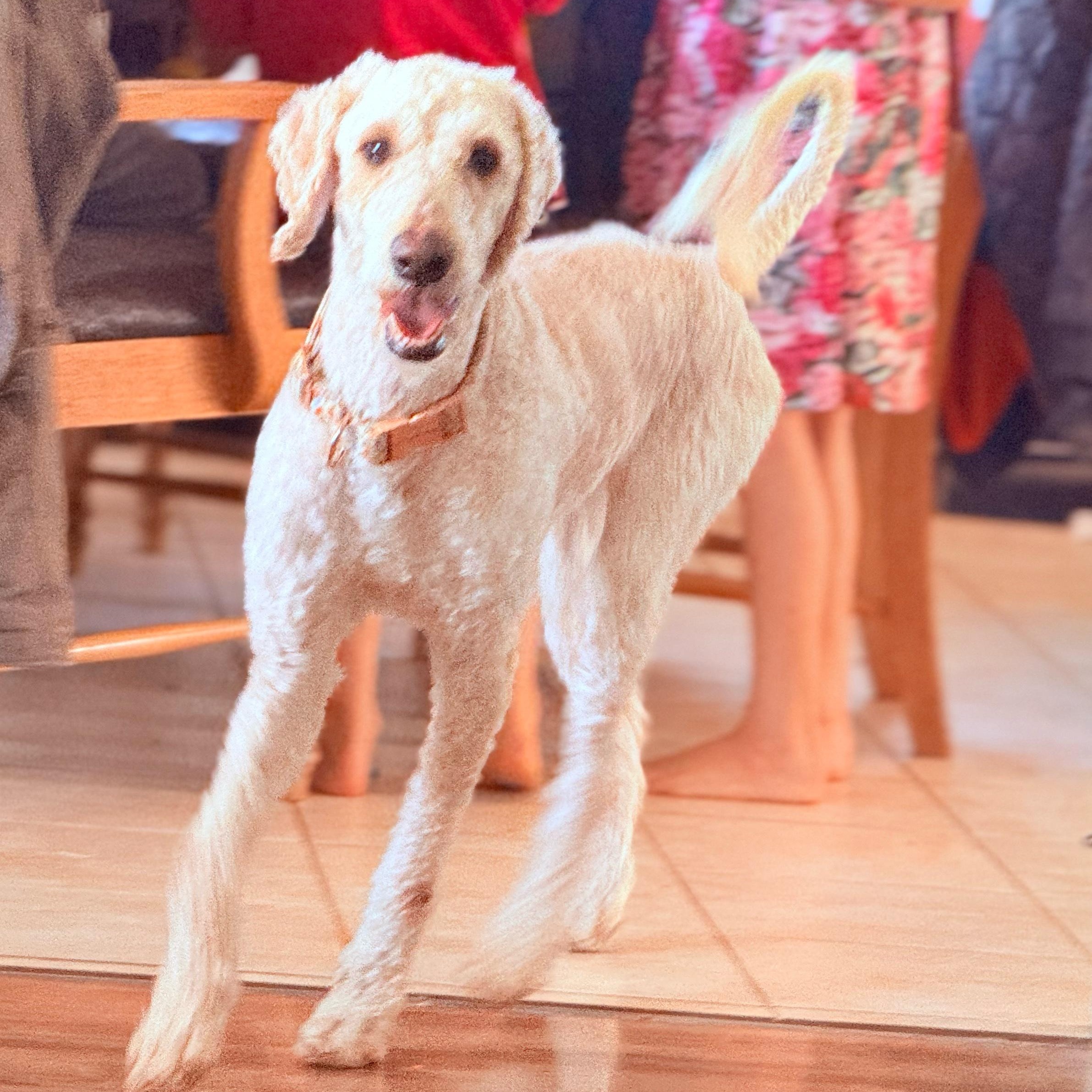 Paige, ADOPTABLE, Adult Female Poodle.