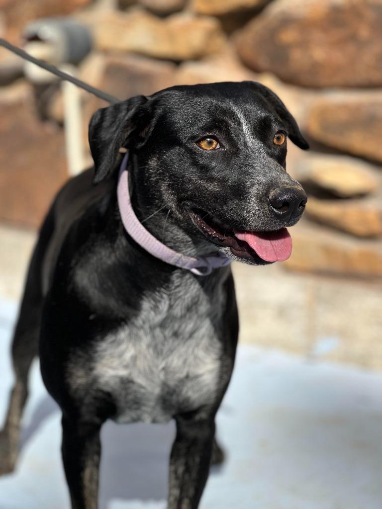 Snickers, Adoptable, Young Female Labrador Retriever & Mixed Breed.
