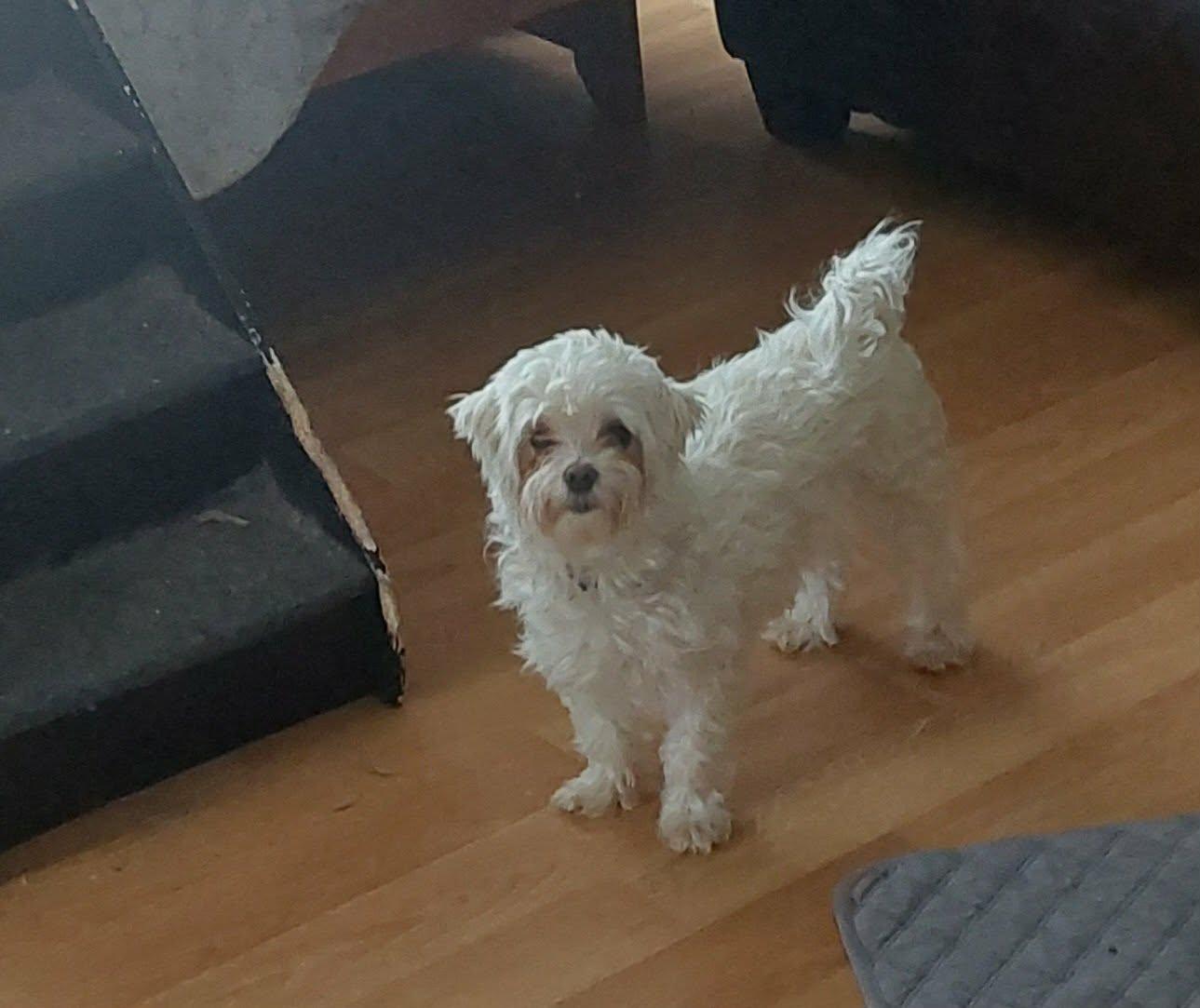 Enlarge Lovey, a ADOPTABLE Maltese in Conesus, NY image 6/6