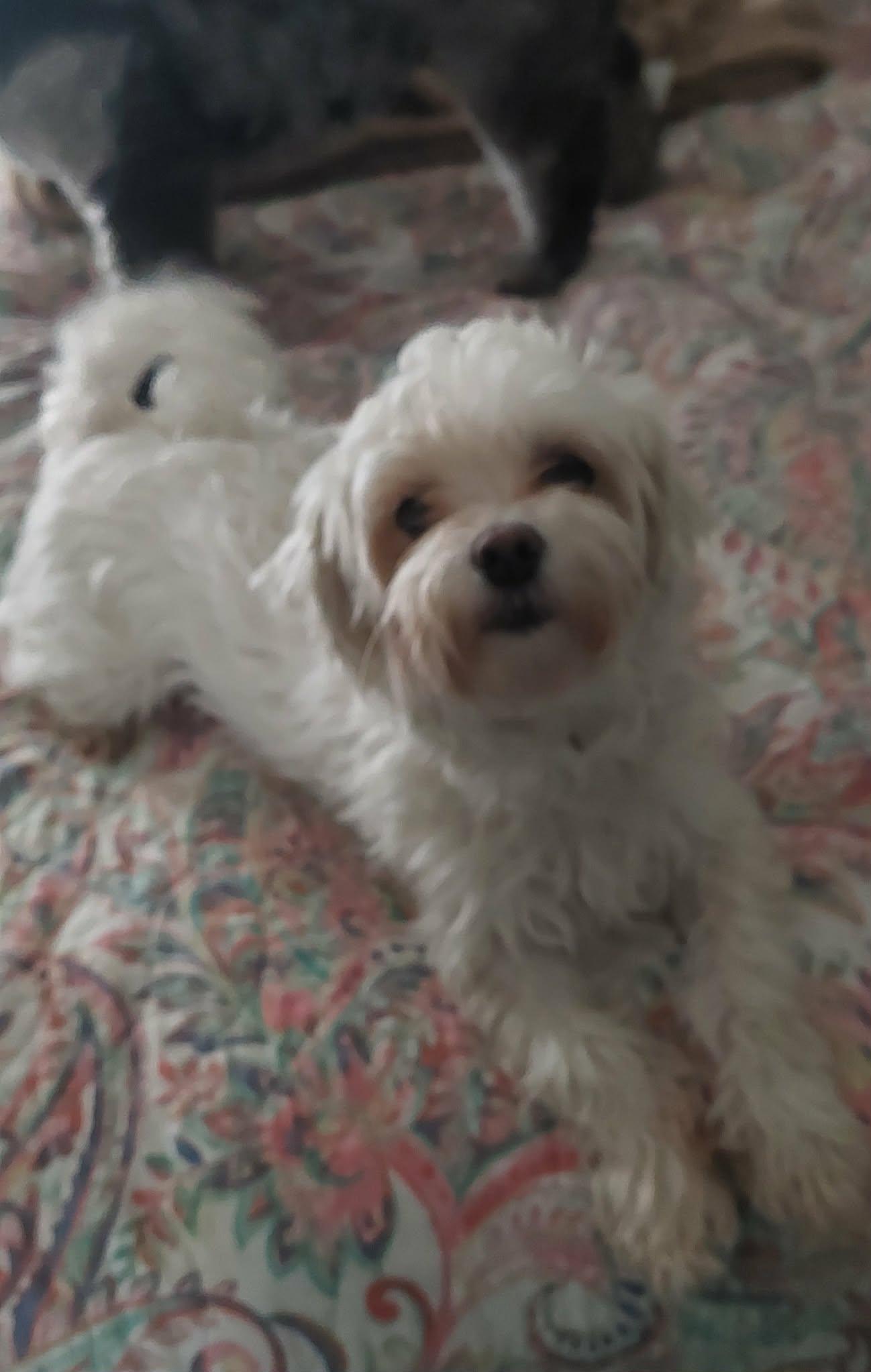 Enlarge Lovey, a ADOPTABLE Maltese in Conesus, NY image 4/6