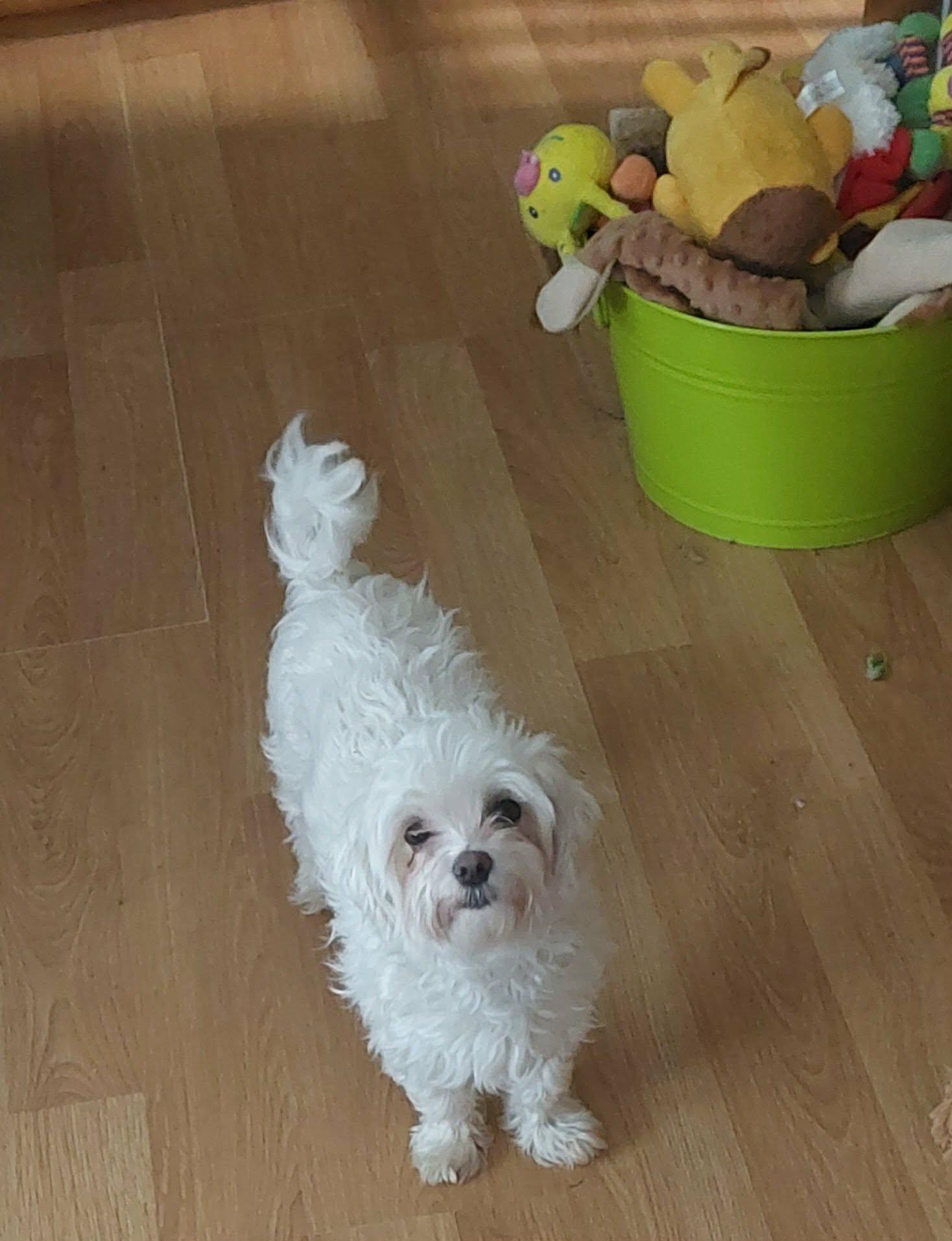 Enlarge Lovey, a ADOPTABLE Maltese in Conesus, NY image 5/6