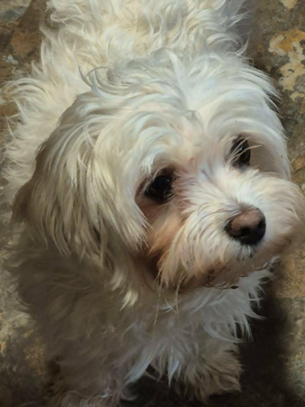 Enlarge Lovey, a ADOPTABLE Maltese in Conesus, NY image 2/6