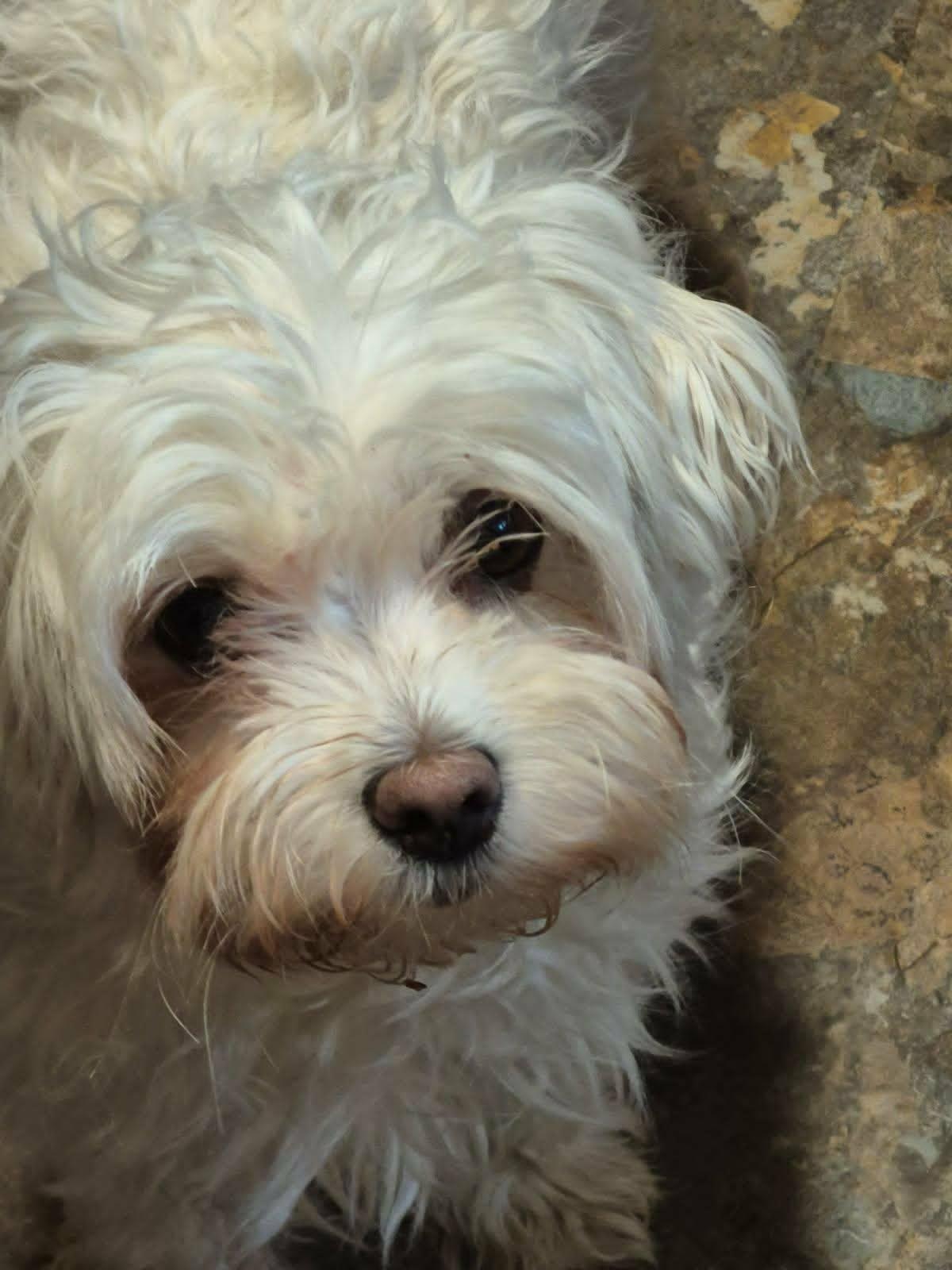 Lovey, ADOPTABLE, Adult Female Maltese.