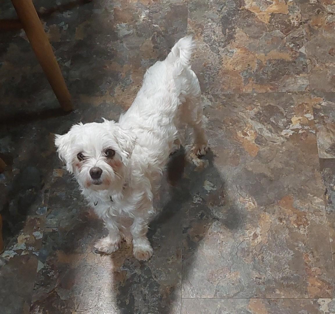 Lovey, ADOPTABLE, Adult Female Maltese.