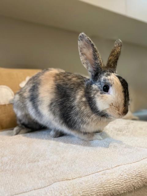 Enlarge Mini (South Surrey), a Adoptable mixed breed in Vancouver, BC image 1/3