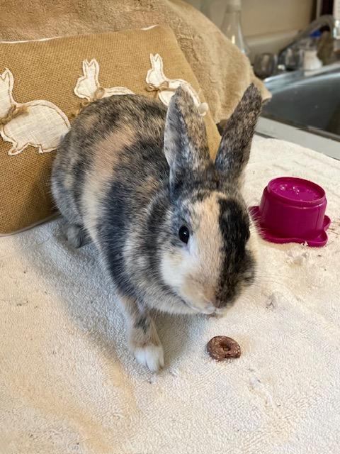 Enlarge Mini (South Surrey), a Adoptable mixed breed in Vancouver, BC image 2/3