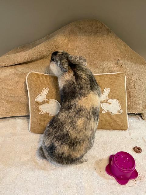 Enlarge Mini (South Surrey), a Adoptable mixed breed in Vancouver, BC image 3/3