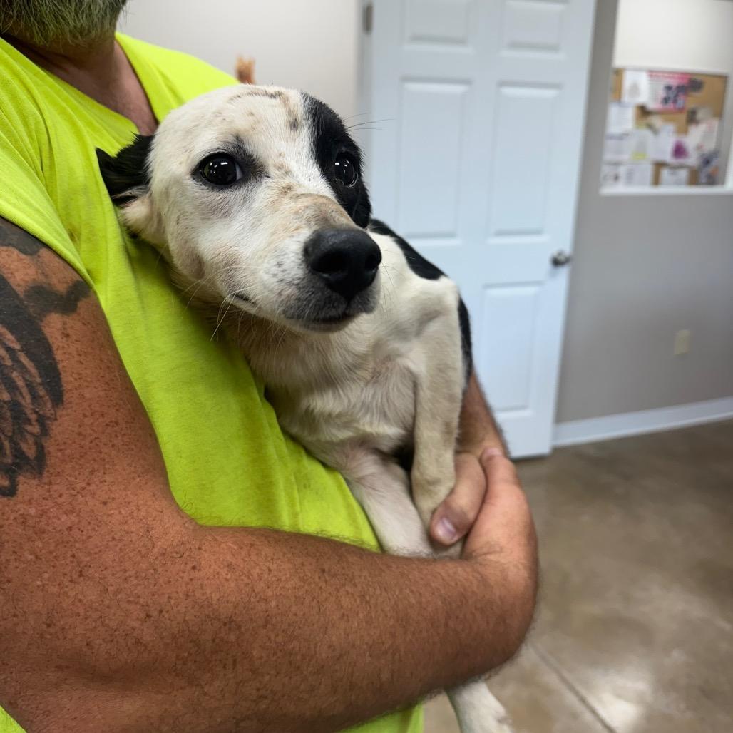 Oscar, Adoptable, Adult Male Mixed Breed.