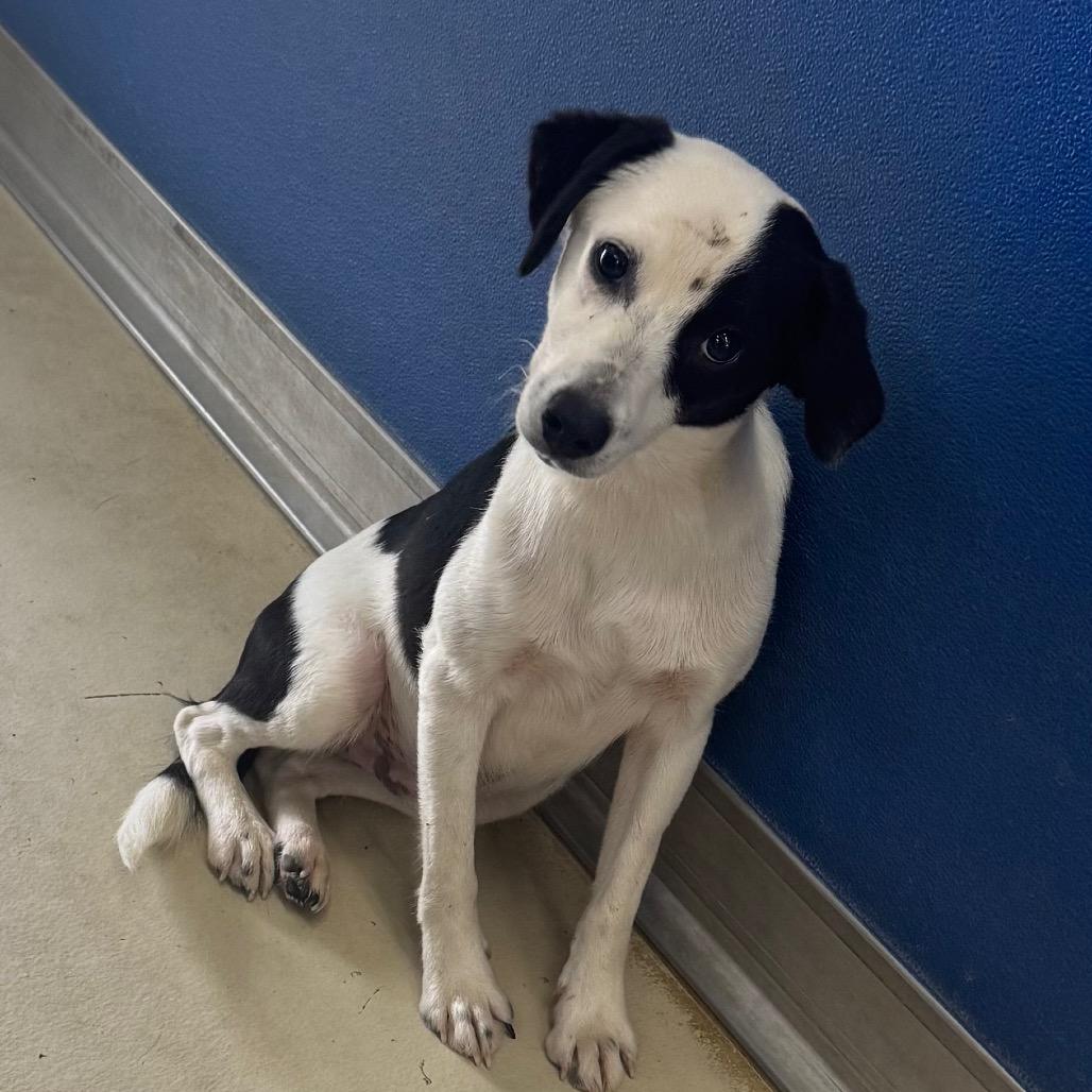 Oscar, a Adoptable Mixed Breed in Shelbyville, IL image 2/3