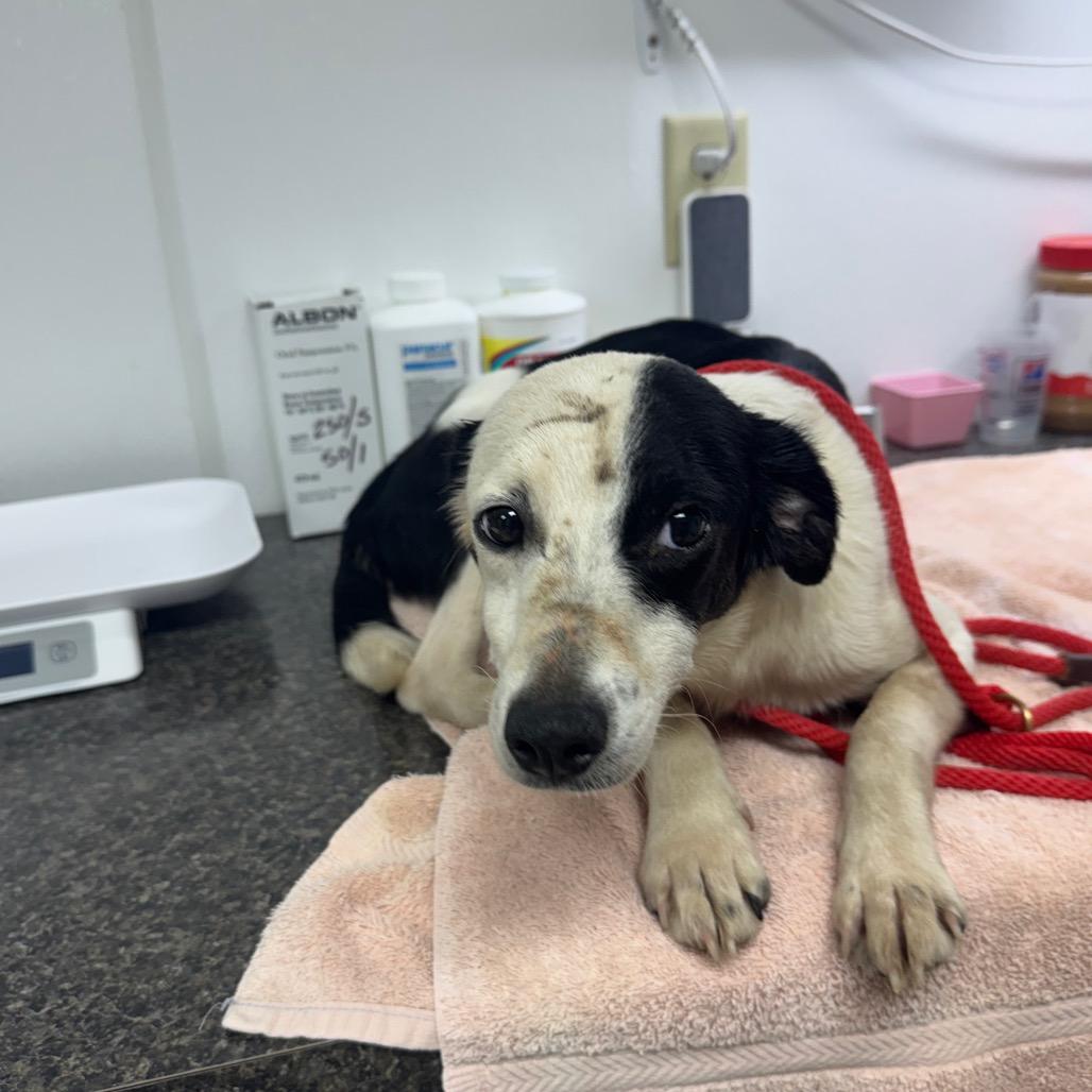 Oscar, a Adoptable Mixed Breed in Shelbyville, IL image 3/3
