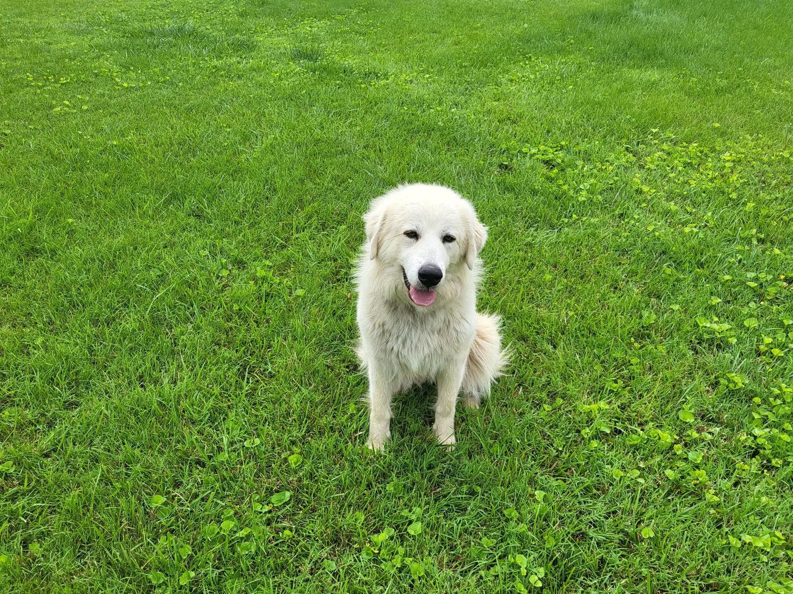 Willow, Adopted, Adult Female Great Pyrenees.