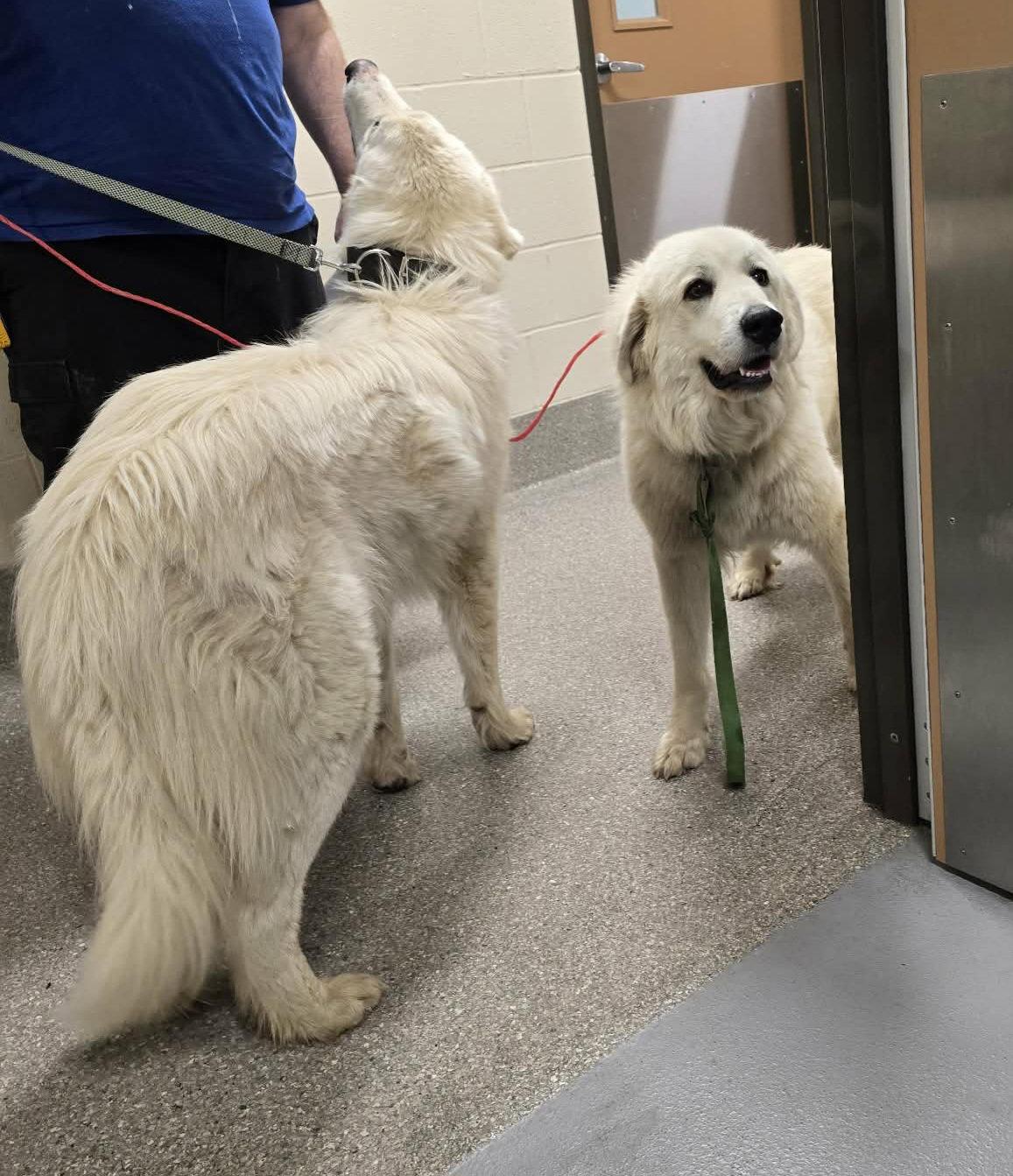 Enlarge Willow, a Adopted Great Pyrenees in Croydon, NH image 2/2