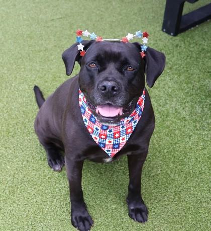 Tiara, ADOPTABLE, Adult Female Mixed Breed.