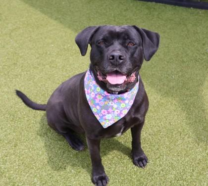 Enlarge Tiara, a ADOPTABLE Mixed Breed in Athens, GA image 3/5