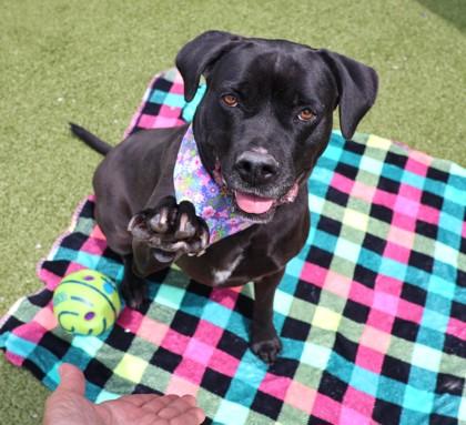 Enlarge Tiara, a ADOPTABLE Mixed Breed in Athens, GA image 4/5