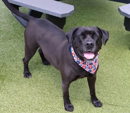 Enlarge Tiara, a ADOPTABLE Mixed Breed in Athens, GA image 5/5