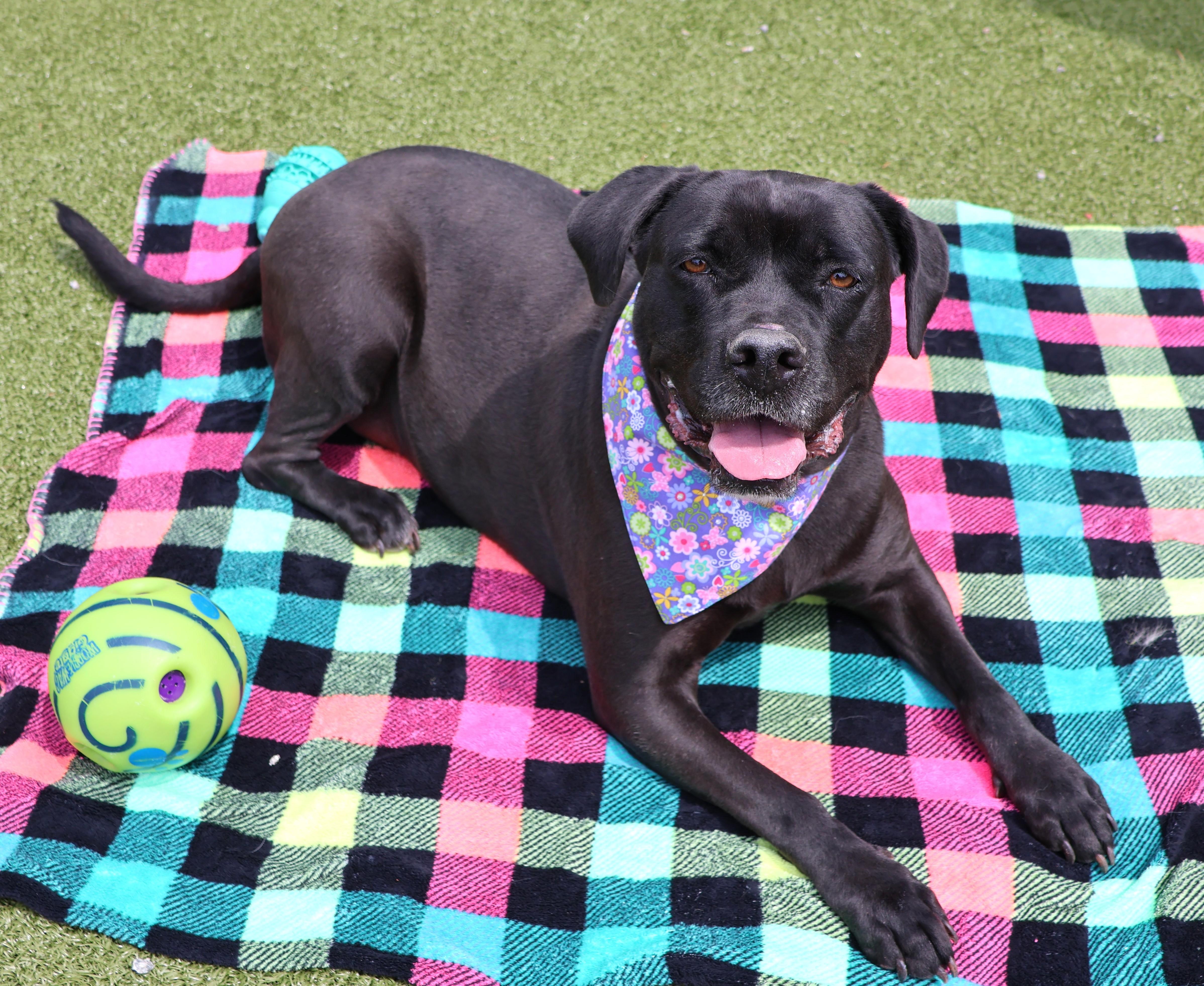 Enlarge Tiara, a ADOPTABLE Mixed Breed in Athens, GA image 2/5