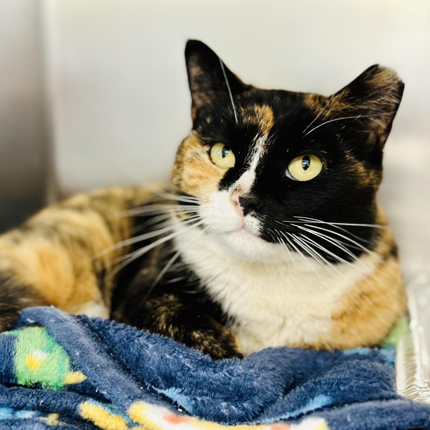 Honeybee , adopted, Adult Female Domestic Short Hair.