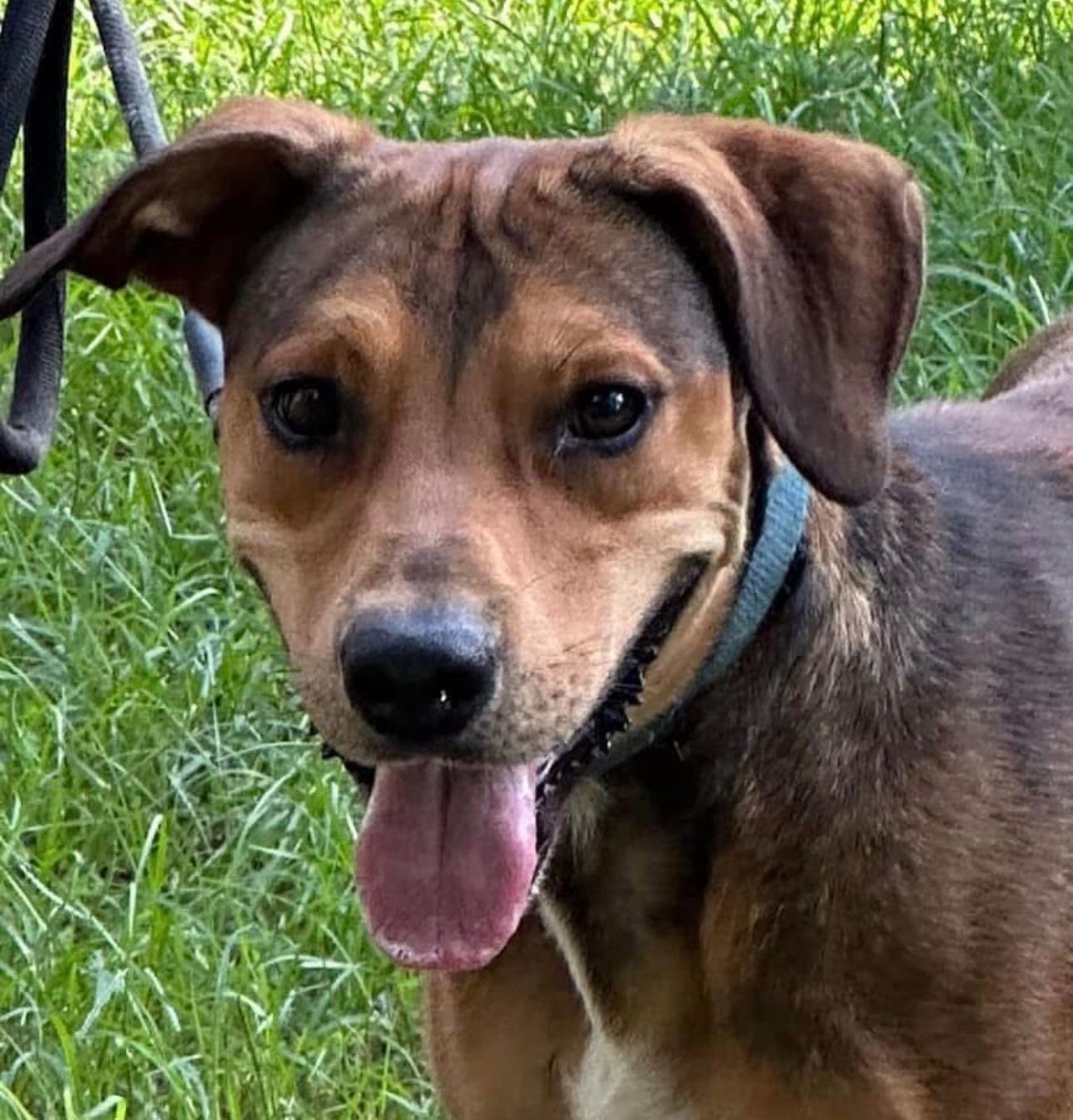 Enlarge Barry Manilow, a Adoptable mixed breed in Davenport, IA image 3/3