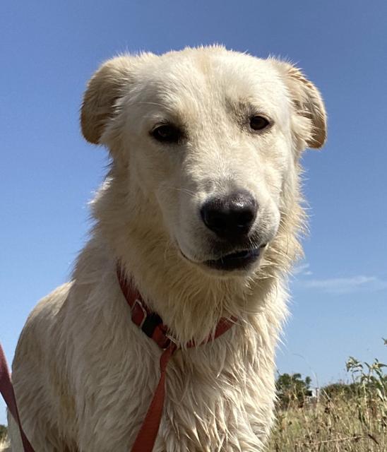 Tye, Adopted, Senior Male Great Pyrenees & Labrador Retriever.