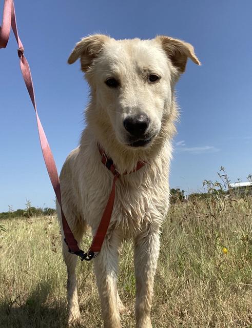 Enlarge Tye, a Adopted mixed breed in Quinlan, TX image 2/4