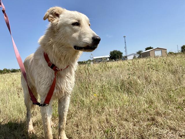 Enlarge Tye, a Adopted mixed breed in Quinlan, TX image 3/4