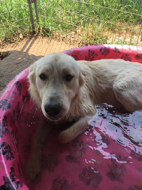 Enlarge Tye, a Adopted mixed breed in Quinlan, TX image 4/4