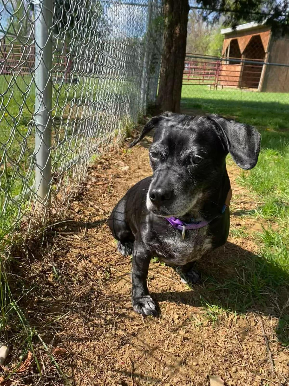 Enlarge Daisy, a Adoptable mixed breed in Front Royal, VA image 1/3