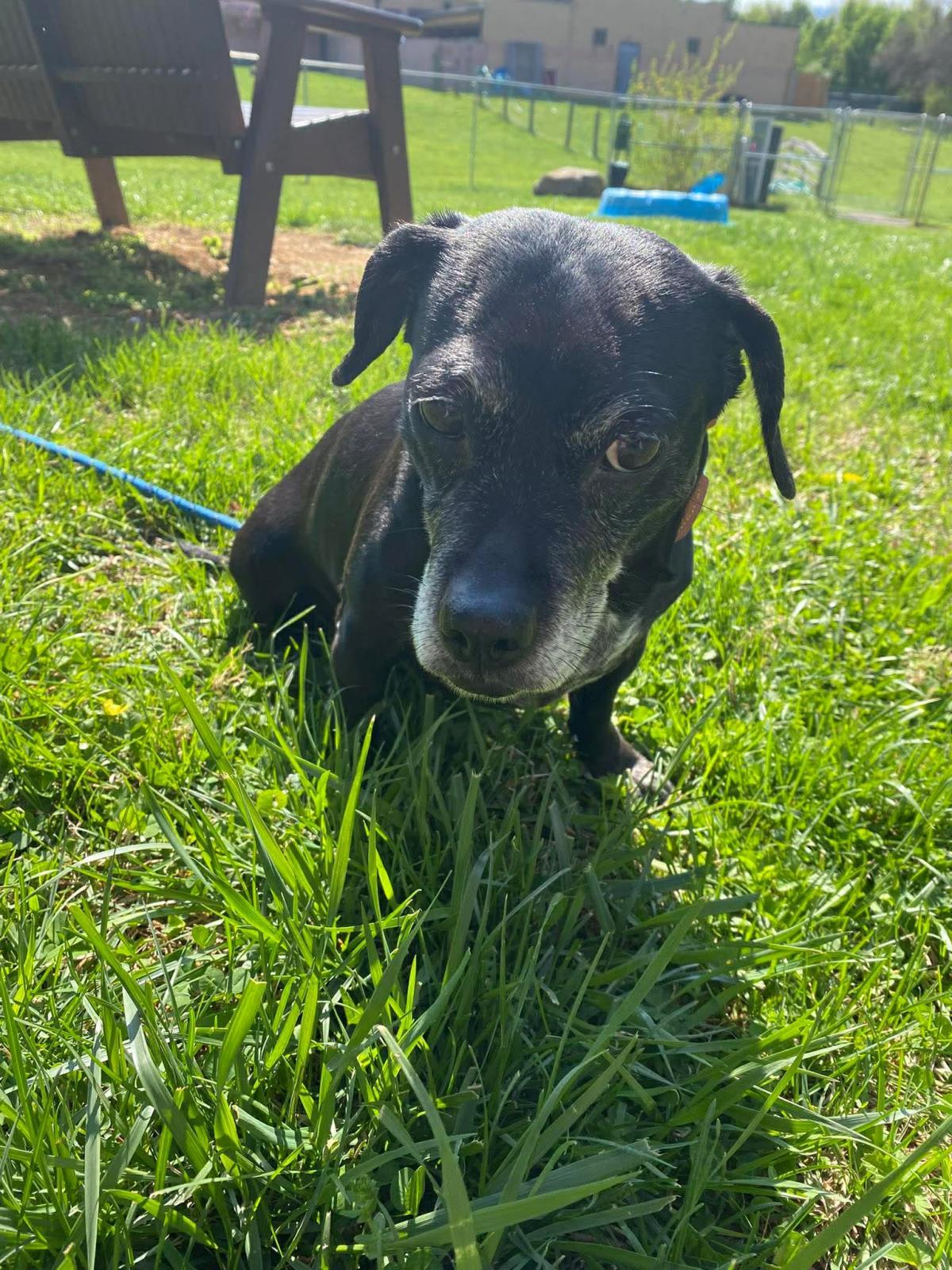 Enlarge Daisy, a Adoptable mixed breed in Front Royal, VA image 2/3