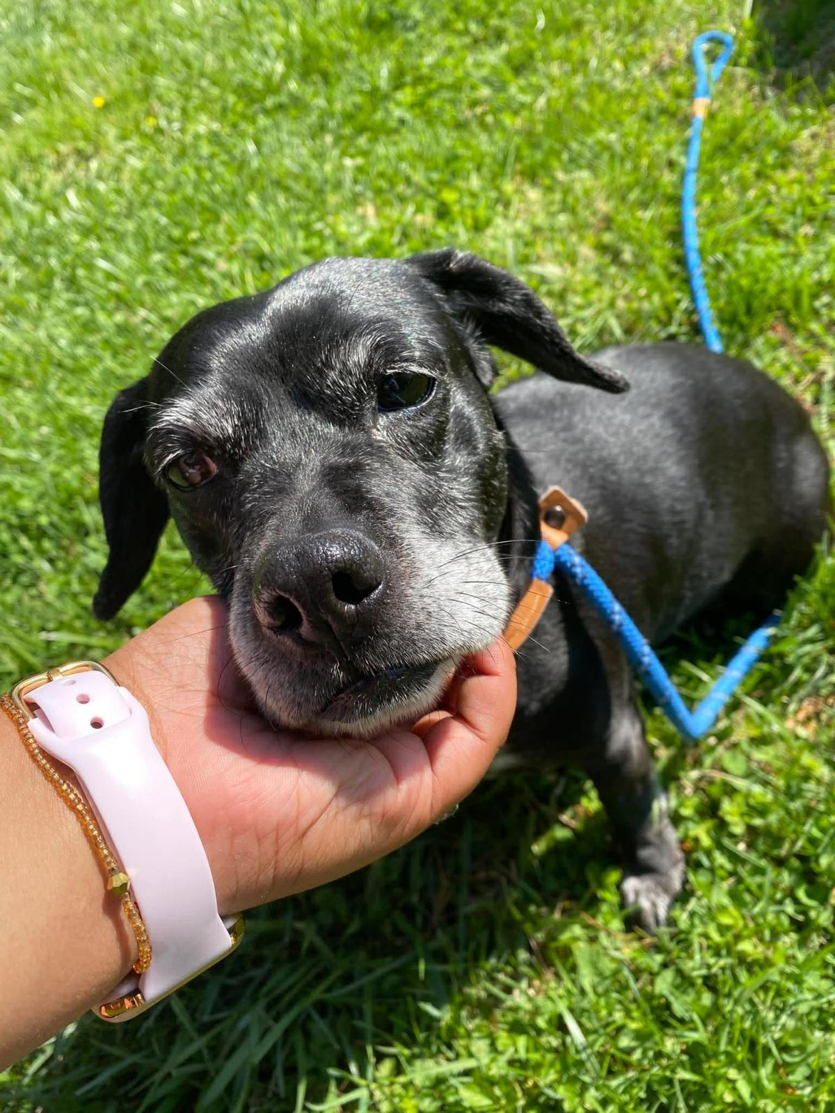 Enlarge Daisy, a Adoptable mixed breed in Front Royal, VA image 3/3