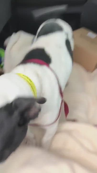 Enlarge Molly, a Adopted mixed breed in Sunderland, ON video 2/3