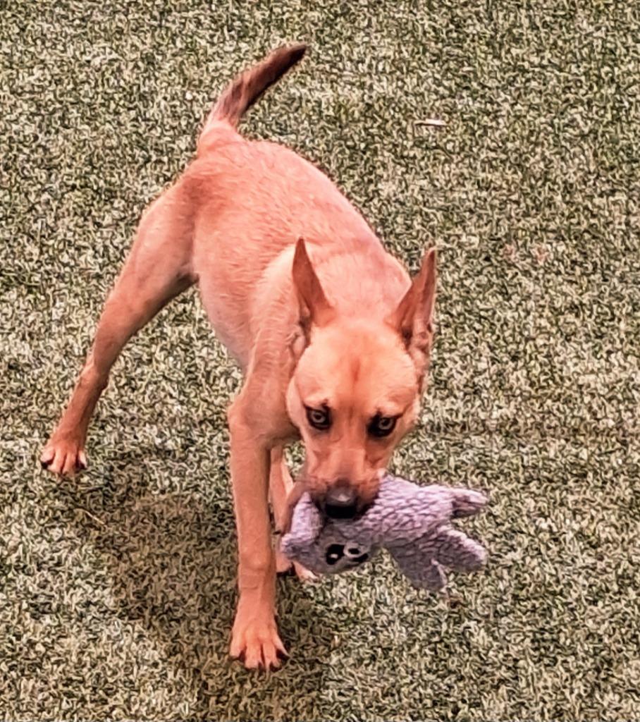 Timon, Adoptable, Puppy Male Shepherd.