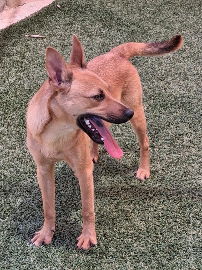 Enlarge Timon, a Adoptable mixed breed in Seguin, TX image 2/4
