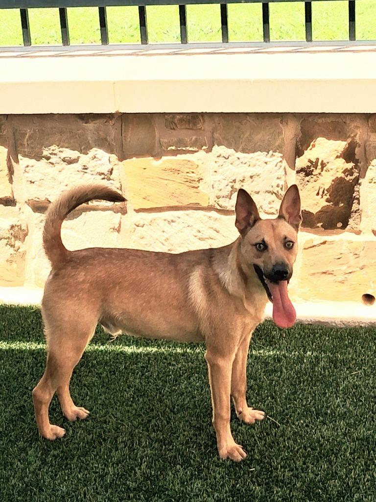 Enlarge Timon, a Adoptable mixed breed in Seguin, TX image 3/4