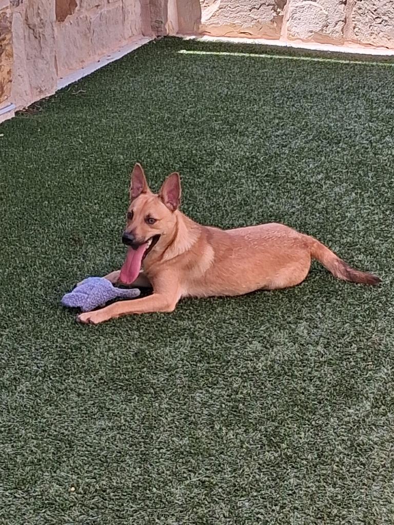 Enlarge Timon, a Adoptable mixed breed in Seguin, TX image 4/4