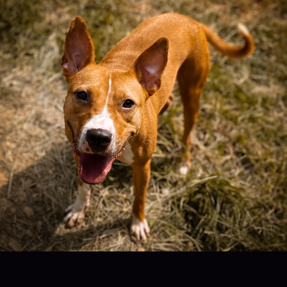 Coco, Adoptable, Adult Female American Staffordshire Terrier.